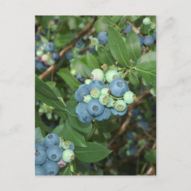 Cartão Postal Indiana Blueberry (Frente)