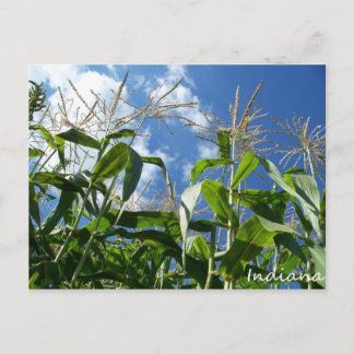 Cartão postal Indiana Corn