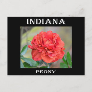 Cartão Postal Indiana Peony