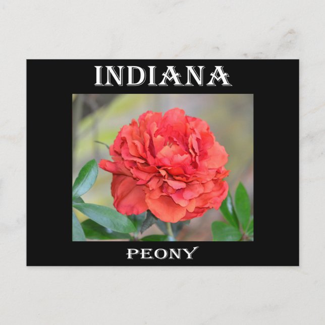 Cartão Postal Indiana Peony (Frente)