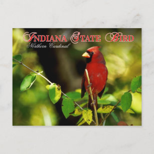 Cartão Postal Indiana State Bird - Cardinal de Norte