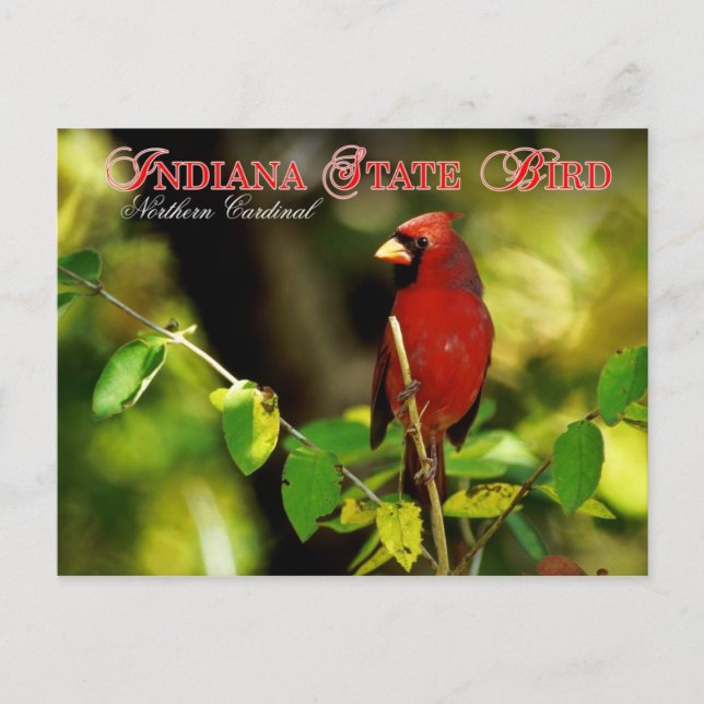 Cartão Postal Indiana State Bird - Cardinal de Norte (Frente)
