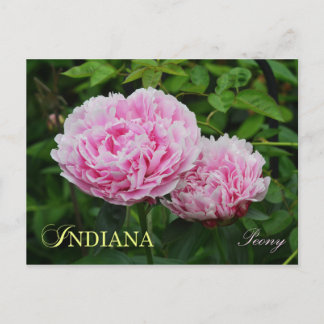 Cartão Postal Indiana State Flower: Peony
