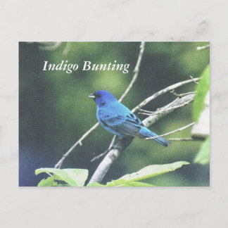 Cartão Postal Indigo Bunting