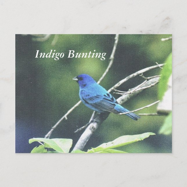 Cartão Postal Indigo Bunting (Frente)