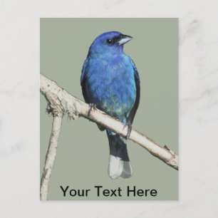 Cartão Postal Indigo Bunting