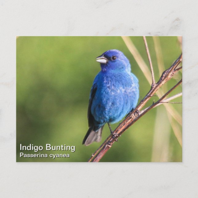 Cartão Postal Indigo Bunting (Frente)