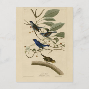 Cartão Postal Indígo Bunting das Aves da América de Audubon