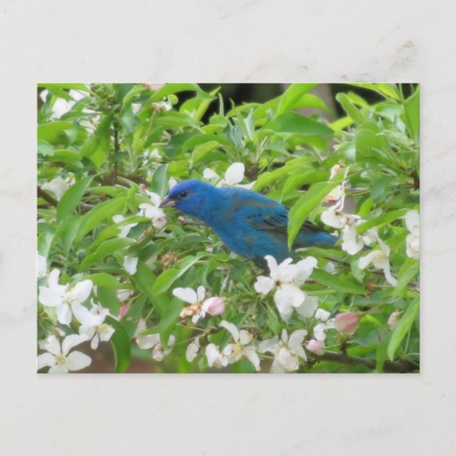 Cartão Postal Indigo Bunting e Blossomas - Pássaro (Frente)
