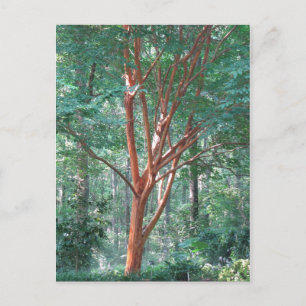 Cartão postal individual