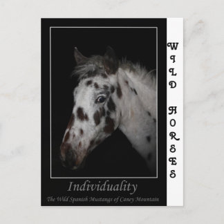 Cartão Postal "Individualidade" - Mustangs Espanhóis Selvagens
