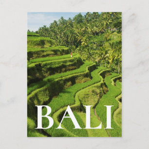 Cartão Postal Indonésia, Bali  Paddies De Arroz