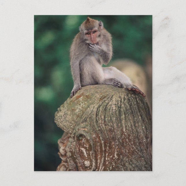 Cartão Postal Indonésia, Bali, Ubud, Macaco-de-cauda-longa (Frente)