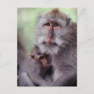 Cartão Postal Indonésia, Bali, Ubud, Macaque de cauda longa 1