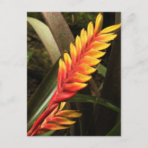 Cartão postal "Inflorescência de Vriesea bromeli