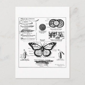 Cartão Postal Informação da borboleta de monarca