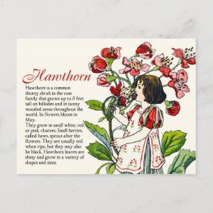 Cartão Postal Informações sobre a planta da menina do espinheiro