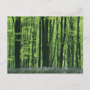 Cartão Postal Inglaterra, Floresta de faias e campainhas