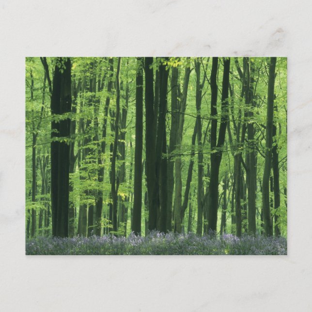 Cartão Postal Inglaterra, Floresta de faias e campainhas (Frente)