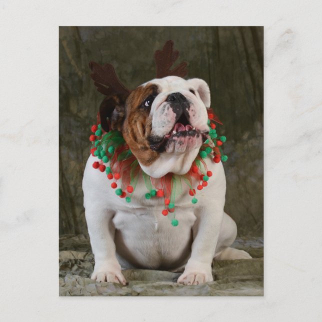 Cartão Postal Inglês Bulldog Reindeer (Frente)