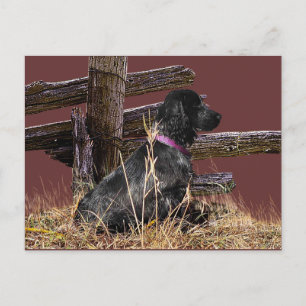 Cartão Postal Inglês Cocker Spaniel