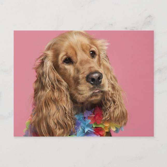 Cartão Postal Inglês Cocker Spaniel (10 meses de idade) (Frente)