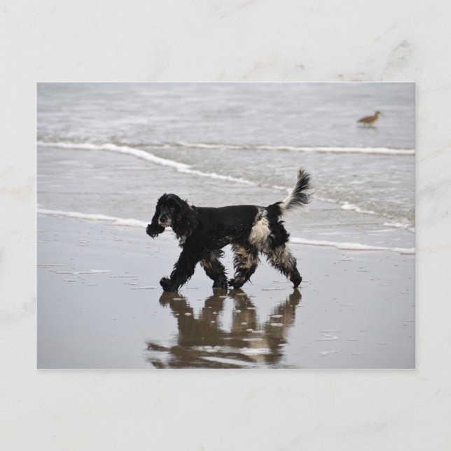 Cartão Postal Inglês Cocker Spaniel na Praia (Frente)