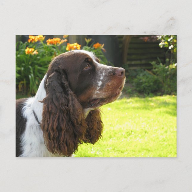 Cartão Postal Inglês Springer Spaniel (Frente)