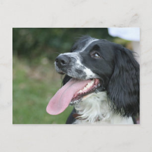 Cartão Postal Inglês Springer Spaniel