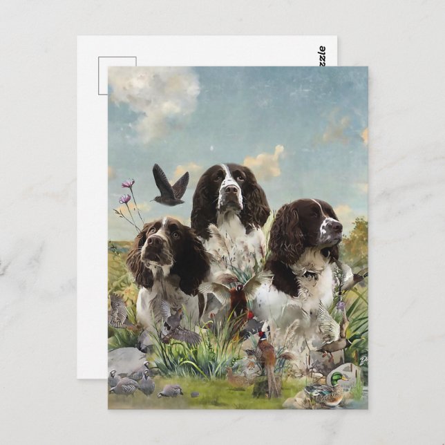 Cartão Postal Inglês Springer Spaniels, Arte (Frente/Verso)