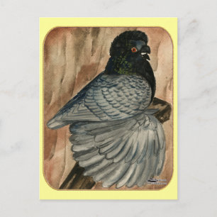 Cartão Postal Inglês Trumpeter Pigeon: 1980 Andaluz