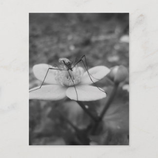 Cartão Postal insektschwarzweiß