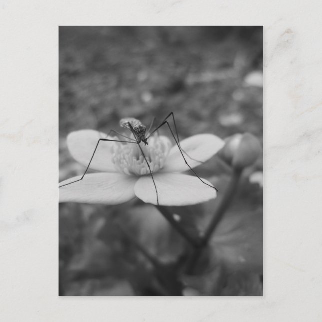Cartão Postal insektschwarzweiß (Frente)