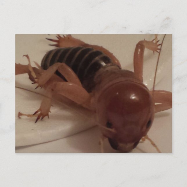 Cartão Postal Inseto 1 - brainfarte educado (Frente)