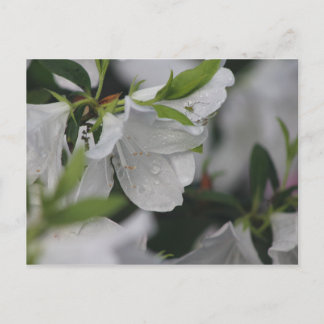 Cartão Postal Inseto de Azalea