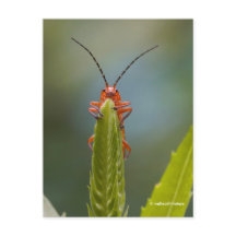 Inseto de Besouro Soldado Cujo Falso Dragonhead