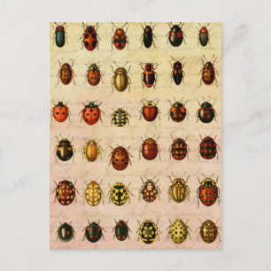 Cartão Postal Inseto do Inseto Ladybug Ladybird Beetle