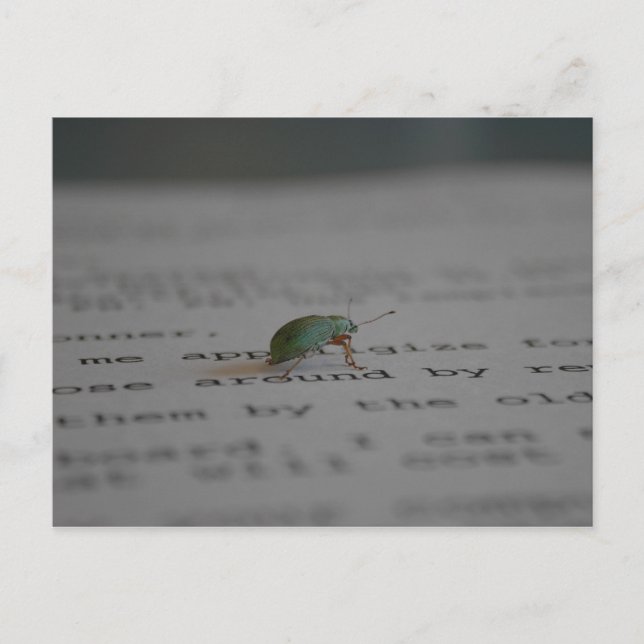 Cartão Postal Inseto do Office (Frente)