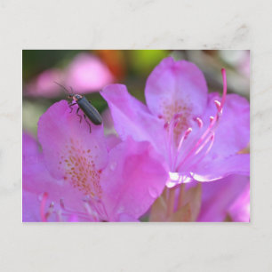 Cartão Postal Inseto Na Flor De Azaleas Rosa