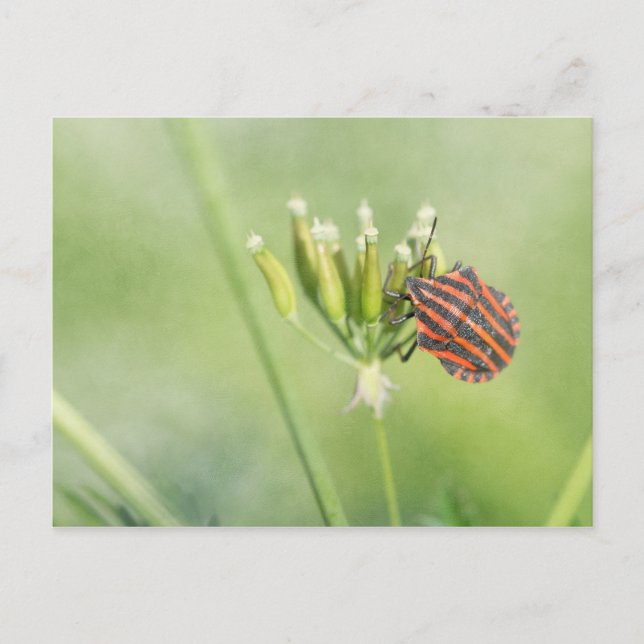 Cartão Postal Inseto Vermelho - Mais Uma Garrafa Não Dói (Frente)