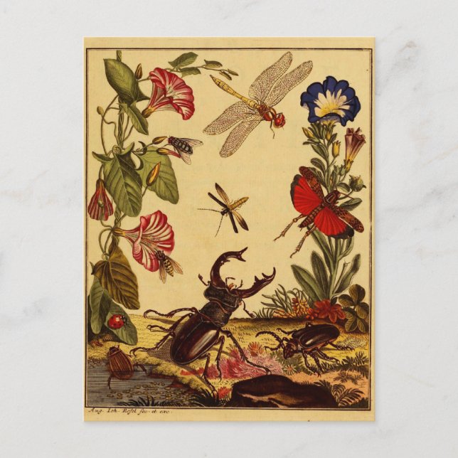 Cartão Postal Insetos 1764 (Frente)