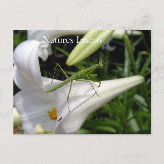 Cartão Postal Insetos da Natureza na Flor (Frente)