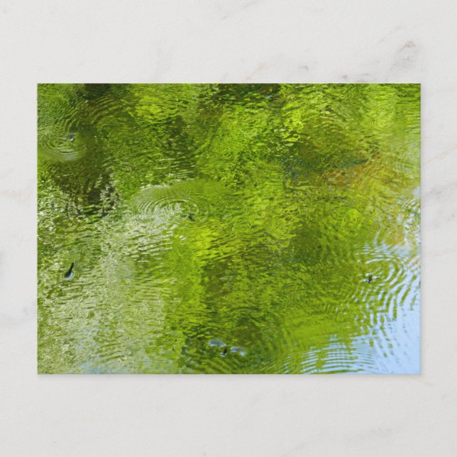 Cartão Postal Insetos de água no Parque Estadual de Laurel Hill (Frente)