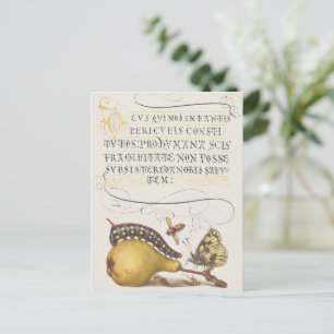 Cartão Postal Insetos de jardim, Mosca, Lagarta, Pera, Centopéia