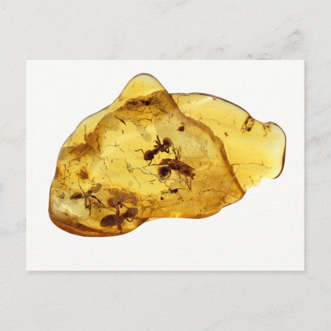 Cartão Postal Insetos dentro de âmbar (Frente)