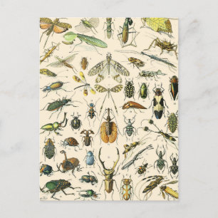 Cartão Postal Insetos e Insetos Gráfico Vintage Entomology