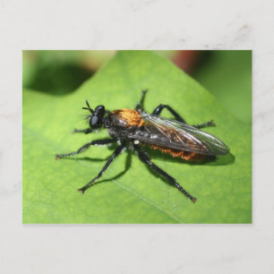 Cartão Postal Insetos Voadores Fechar Natureza