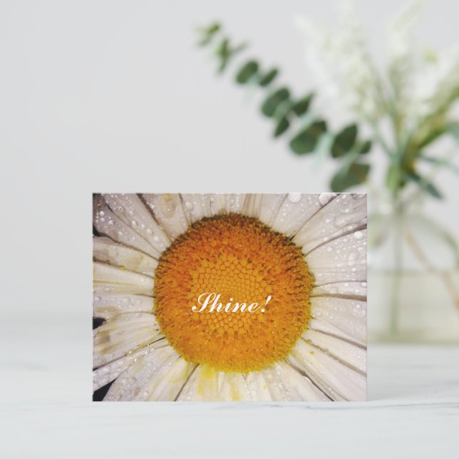 Cartão Postal Inspirational Daisy with Dew Drops - Shine! (Em pé/Frente)