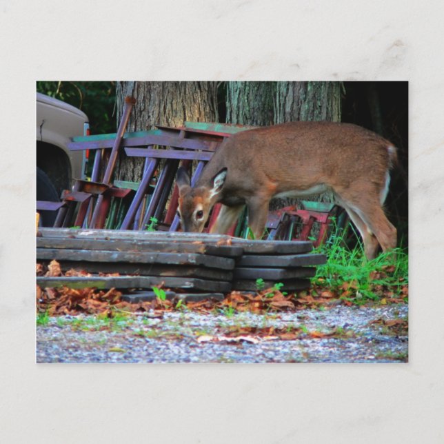 Cartão Postal Integração Urbana (Frente)