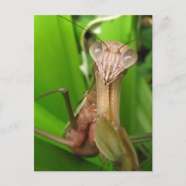 Cartão postal Intenção Mantis (Frente)